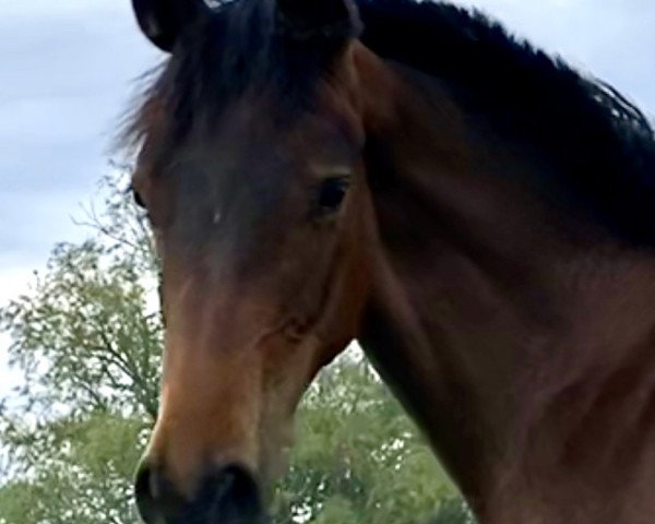 horse Dafina MSH (Swiss Warmblood, 2021, from Damsey FRH)