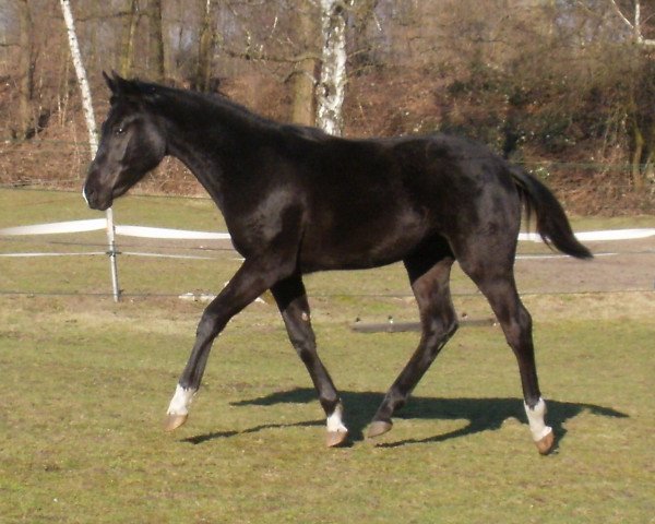 Deckhengst Flogan (Westfale, 2010, von Flanagan) Deckhengst Flogan (Westfale, 2010, von Flanagan)