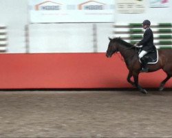 jumper Rockwell 7 (Westphalian, 2001, from Rockwell)