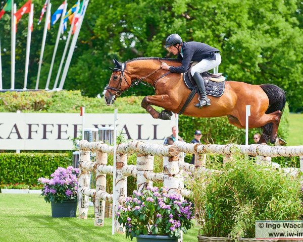 jumper Cross Keys (Holsteiner, 2005, from Casall Ask)