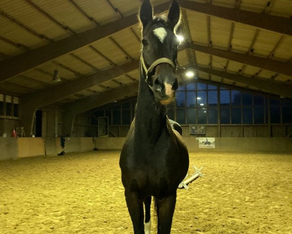 horse Armanii Soenderskov (Holsteiner, 1999, from Acorado I)