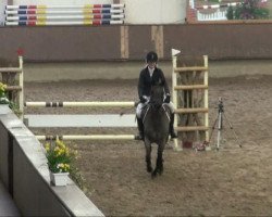 jumper Godino (German Riding Pony, 1991, from Glenn)