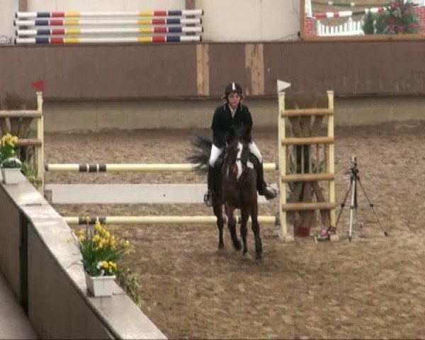 Zuchtstute Daktania (Deutsches Reitpony, 1995, von Diskus)