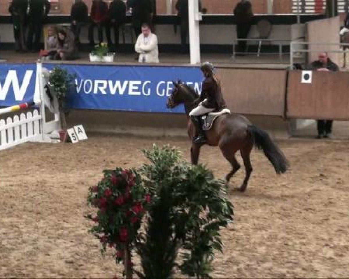 Springpferd Dumont's First (Deutsches Reitpony, 2003, von Dumont)
