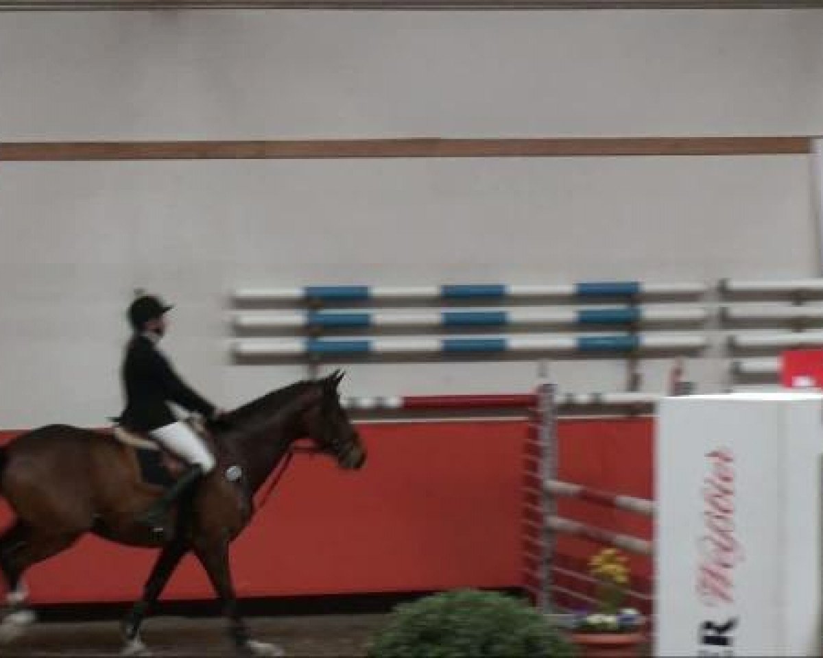 jumper Antares 196 (Westphalian, 2002, from Amantus)