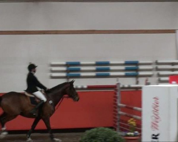 Springpferd Antares 196 (Westfale, 2002, von Amantus)
