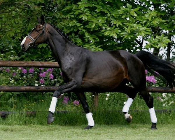 Pferd Utine (KWPN (Niederländisches Warmblut), 2001, von Obelisk)