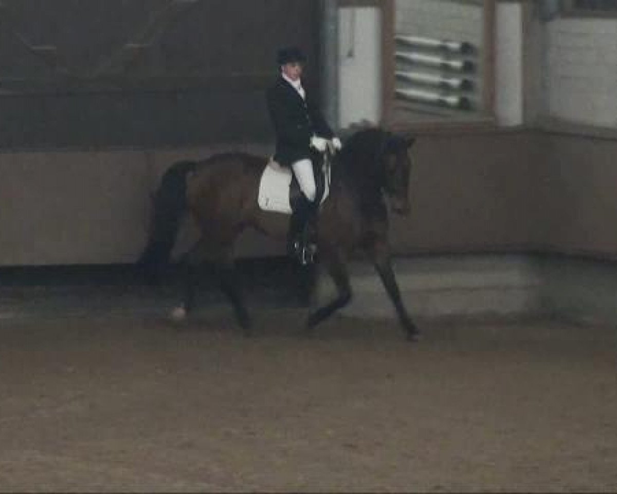 broodmare Abacadabra (Westphalian, 2002, from Arpeggio)