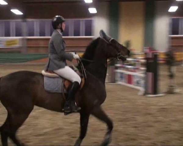 broodmare Landina 16 (Westphalian, 1996, from Libero H)