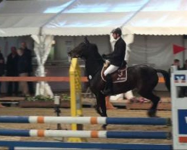 jumper Edwina 11 (Westphalian, 2006, from Ehrenpreis)