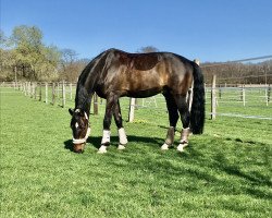 dressage horse Golden Boy 181 (KWPN (Royal Dutch Sporthorse), 2011, from Andretti)