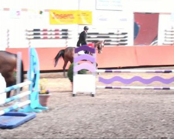 Springpferd Jolanda Be Cool 2 (Oldenburger, 2006, von Junior Mariner)