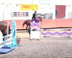 jumper Jolanda Be Cool 2 (Oldenburg, 2006, from Junior Mariner)