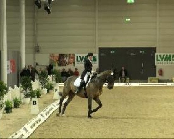 horse Quincy 52 (Oldenburg, 1995, from Quattro B)