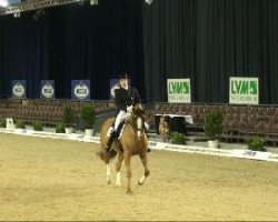dressage horse Moncassado (Hanoverian, 2002, from Münchhausen)