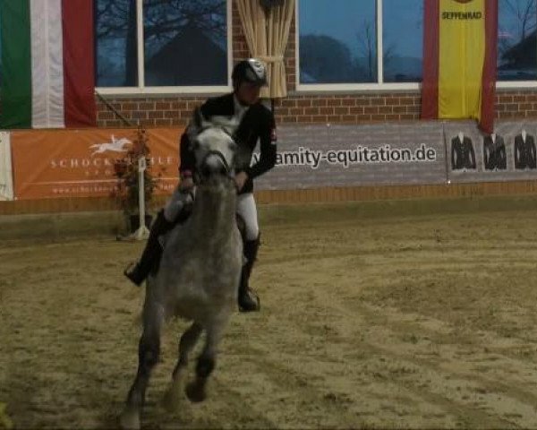 jumper City Man 2 (Holsteiner, 1999, from Coriano)