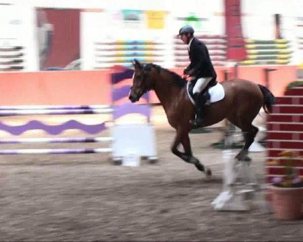 jumper Before Sunrise (German Riding Pony, 1998, from Boss) jumper Before Sunrise (German Riding Pony, 1998, from Boss)