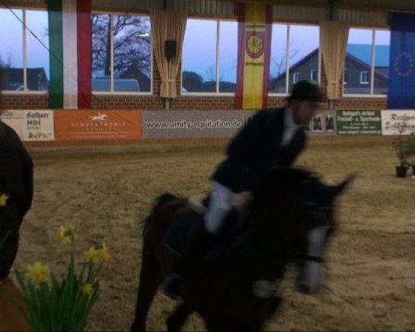 jumper Prevail 2 (Westphalian, 1996, from Pessoa)