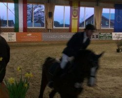 jumper Prevail 2 (Westphalian, 1996, from Pessoa)