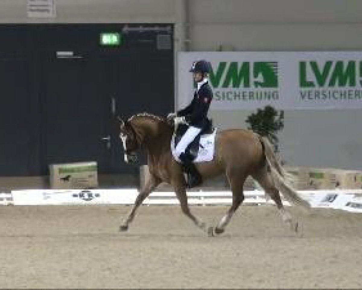 Deckhengst Top Anthony II (Deutsches Reitpony, 2004, von Top Non Stop II)