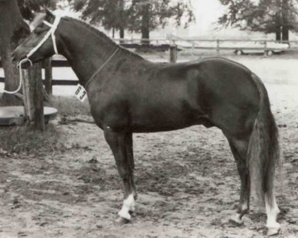 stallion Askan (Welsh-Pony (Section B), 1972, from Arthur-O-Fon)
