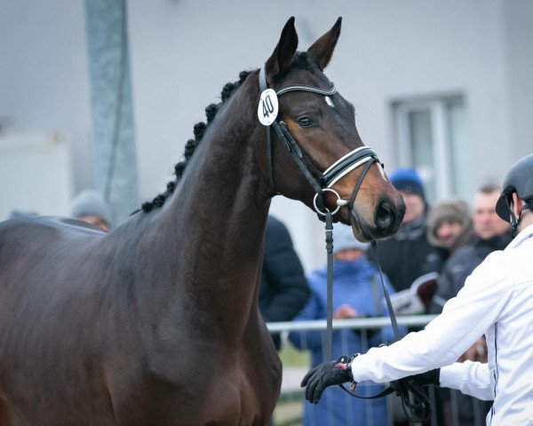 stallion Prinz Eugen (Trakehner, 2020, from Imperio 3)
