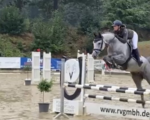 jumper Carlotta B 4 (Westphalian, 2018, from K.i Checkter)
