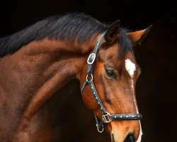 dressage horse Finley 135 (German Sport Horse, 2016, from Finest)