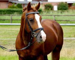 stallion Dancer (German Riding Pony, 1989, from Diamant II)