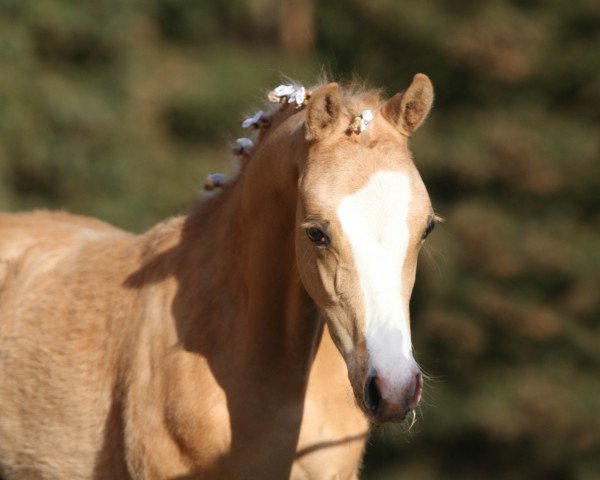 horse Chanson d' Amour CG (German Riding Pony, 2022, from FS Champion de Luxe)