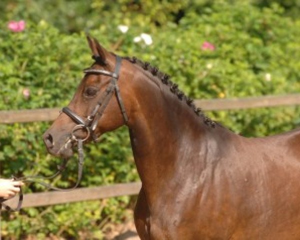 broodmare Inken (German Riding Pony, 1990, from Dragoon)