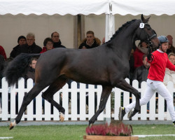 Deckhengst Date Forever (KWPN (Niederländisches Warmblut), 2020, von Daily Diamond)