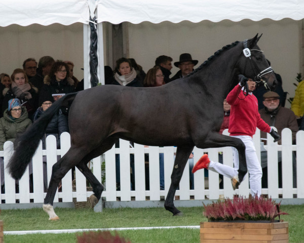 stallion Hengst von Despacito / Benetton Dream (Westphalian, 2020, from Despacito 16)