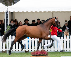 horse Bergerac 13 (Hanoverian, 2020, from Bonds)