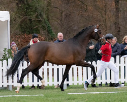 stallion Feel Good (Westphalian, 2020, from Felissimo)