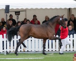 horse Hengst von For Romance I / Franziskus (Westphalian, 2020, from For Romance I)