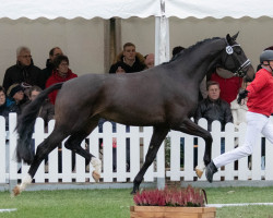 horse Hengst von For Romance I / Vitalis (Westphalian, 2020, from For Romance I)