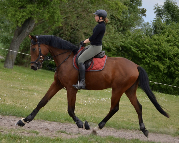 horse Fidelio M (Oldenburg, 2016, from For Romance I)
