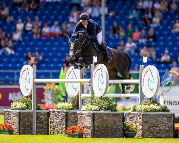 jumper Botakara OLD (Oldenburg, 2012, from Balou du Rouet) jumper Botakara OLD (Oldenburg, 2012, from Balou du Rouet)