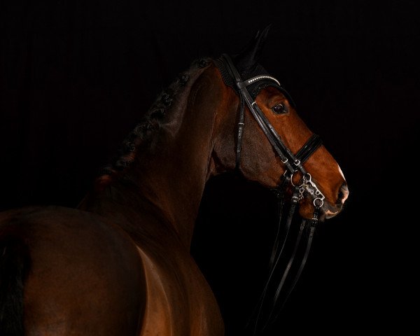 horse Sansibar 100 (Württemberger, 2007, from Sir Oldenburg)