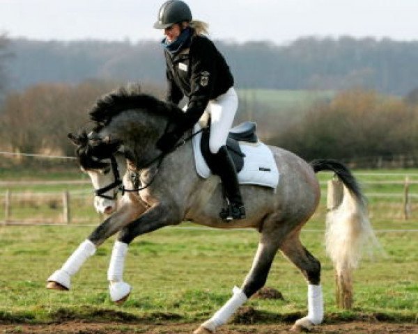 Deckhengst Micky Blue Eye (Deutsches Reitpony, 2003, von Monte Christo)