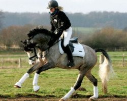 stallion Micky Blue Eye (German Riding Pony, 2003, from Monte Christo)
