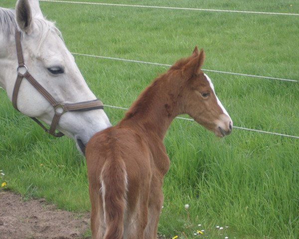 horse Aimée N. (Westphalian, 2010, from Arpeggio)