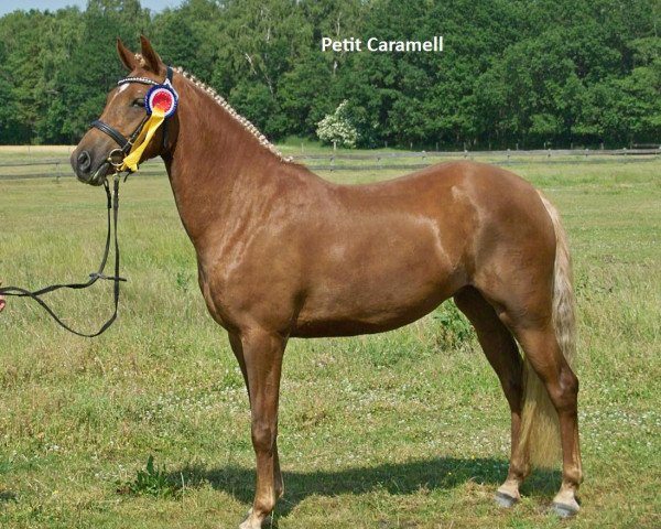 broodmare Petit Caramell (German Riding Pony, 2007, from Hattrick)