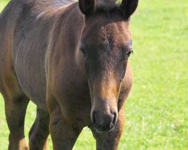 dressage horse Petit Olivia (German Riding Pony, 2009, from Bazar ShA)