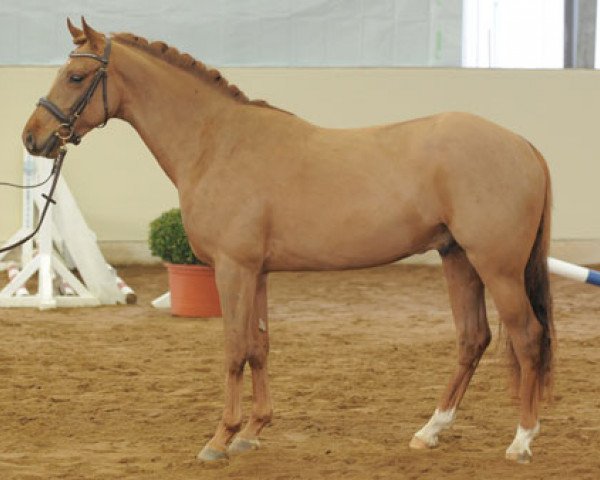 Springpferd Petit Hamoyar (Deutsches Reitpony, 2008, von Hattrick)