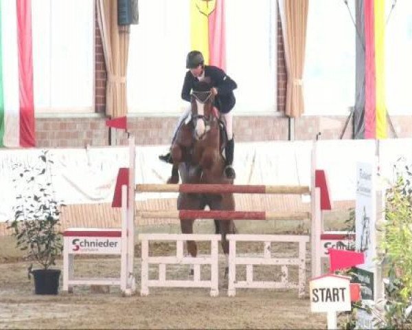 jumper Armitage 3 (Westphalian, 2003, from Arpeggio)
