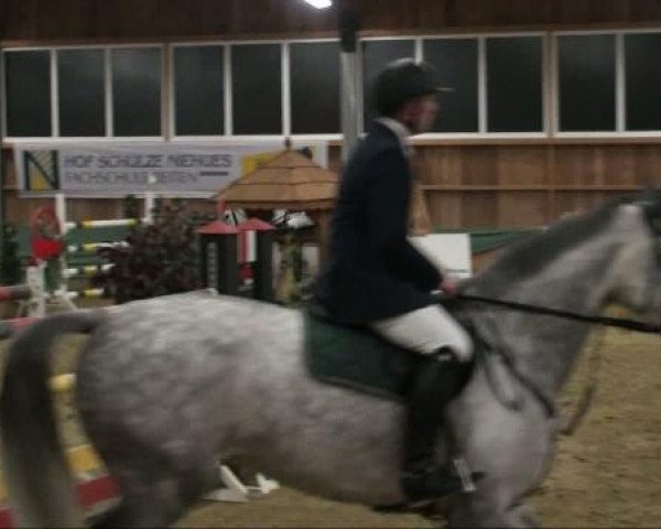 jumper Carriott (Zangersheide riding horse, 1999, from Carthago)