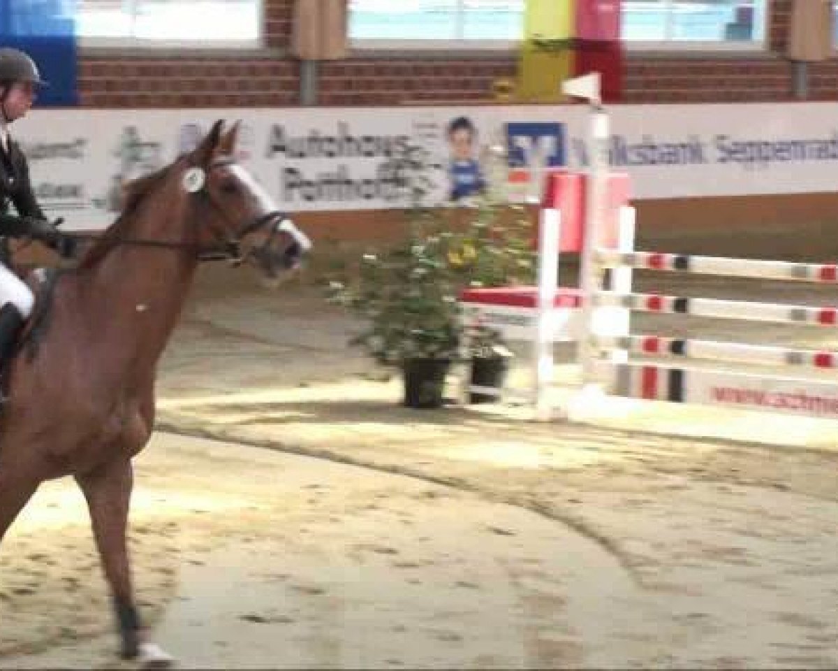 jumper Fabiola (Westphalian, 2000, from Feuerglanz)
