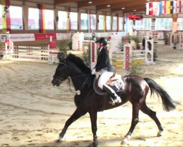 broodmare Chanel (Hanoverian, 2005, from Contendro I)